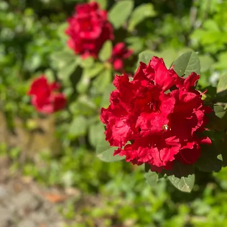 Quinta De Ribas *
