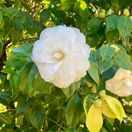 Quinta De Ribas * Amarante