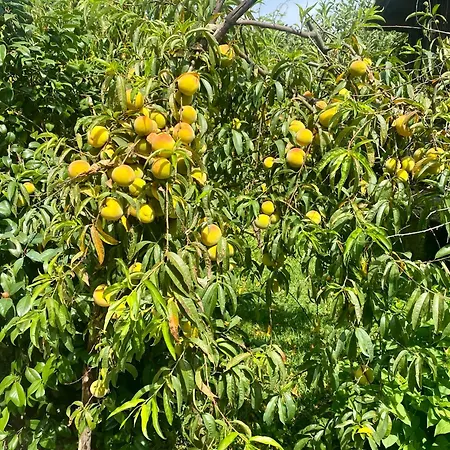 Ferienhaus Quinta De Ribas *