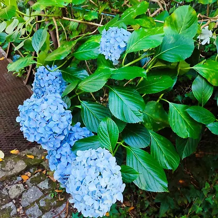 Ferienhaus Quinta De Ribas