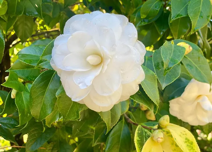 Quinta De Ribas * 아마란테